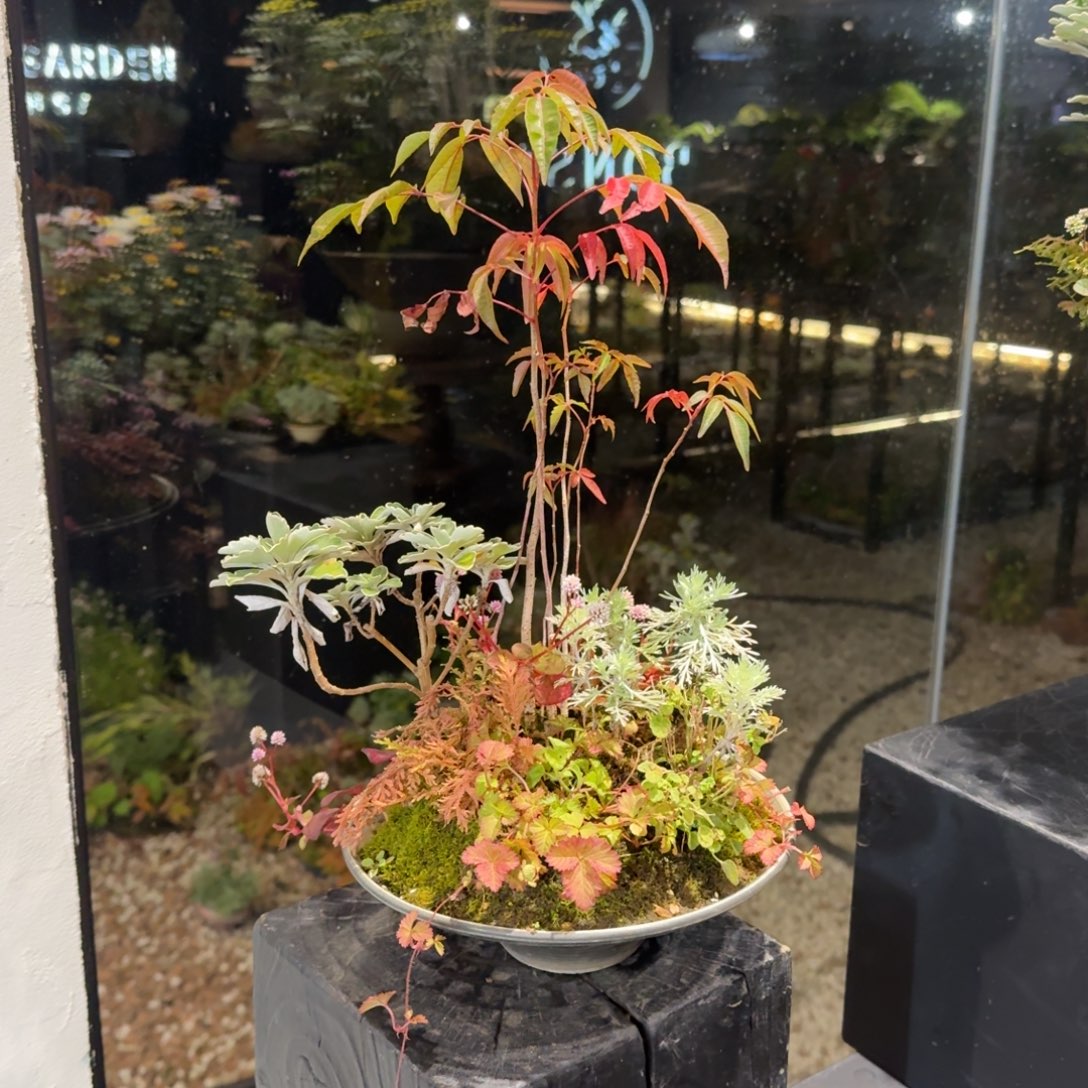 全部花朵山野草斗笠盆