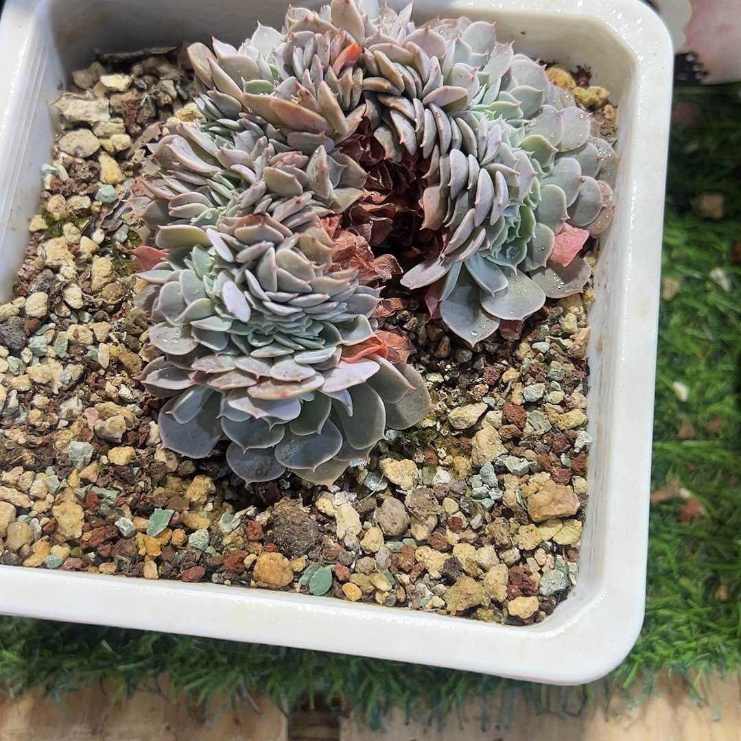 天赐缀化多肉植物