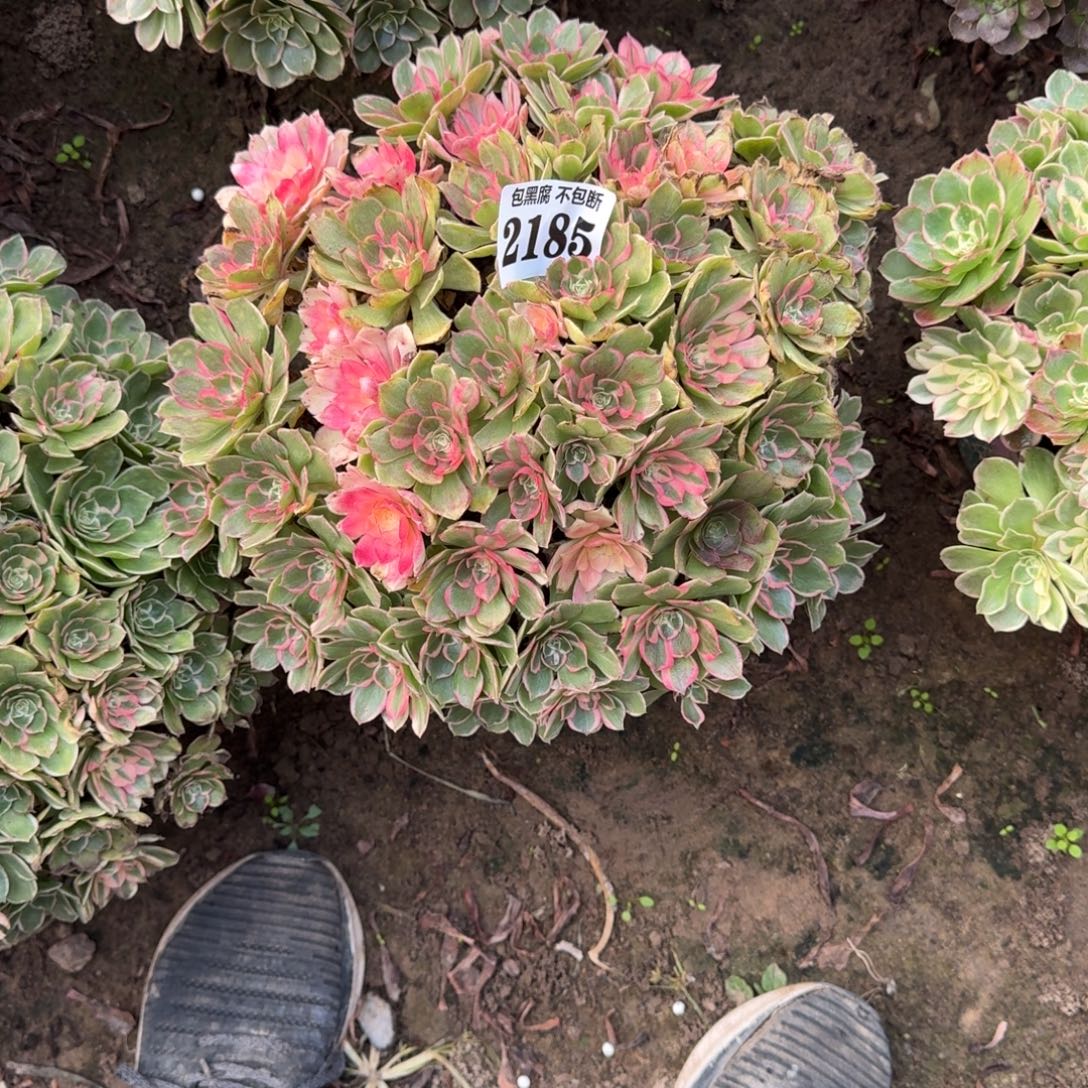 17-32法师丘比特2185