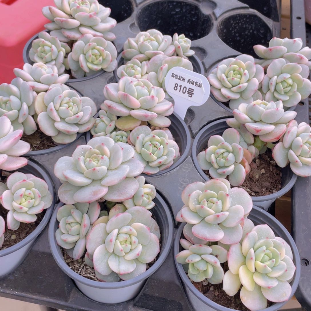 810号 香草锦大群生一个