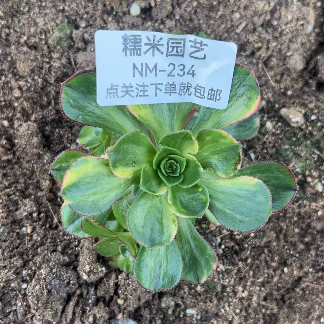 彩蝶多肉植物234