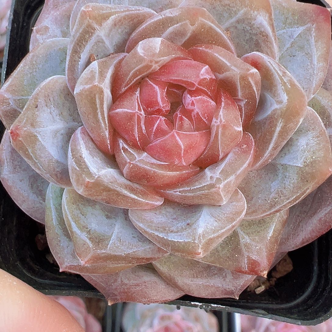 钻石冰魄2盆19包邮