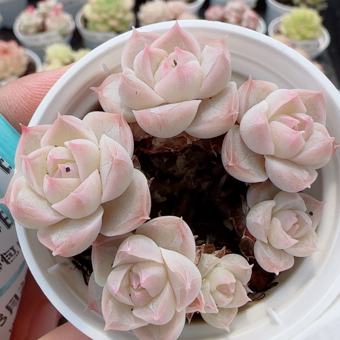 花语逸镜0326-209