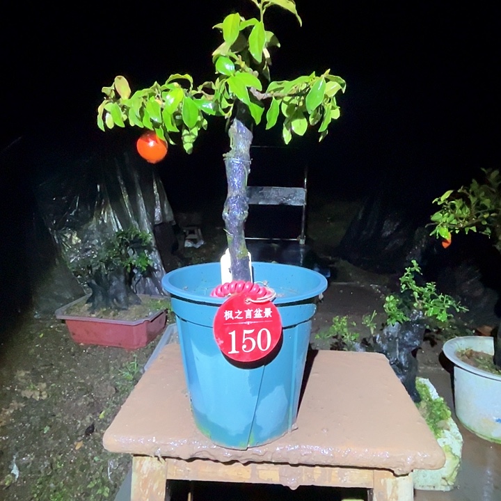 山***秀完全开放木金弹子