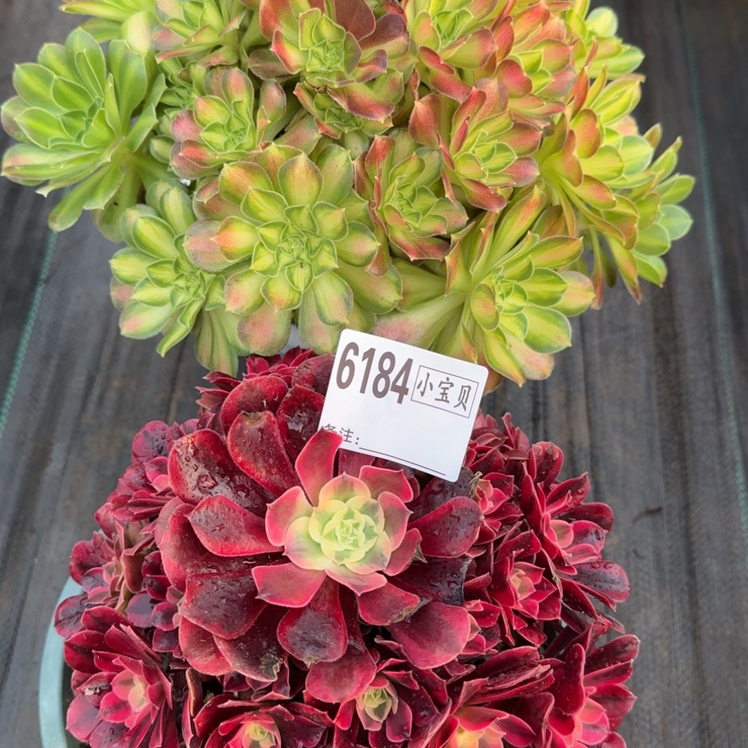 幸***介6184多肉组合多肉