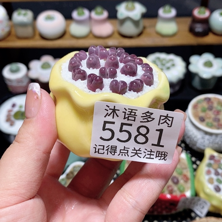 带盆土植物 一物一拍5581