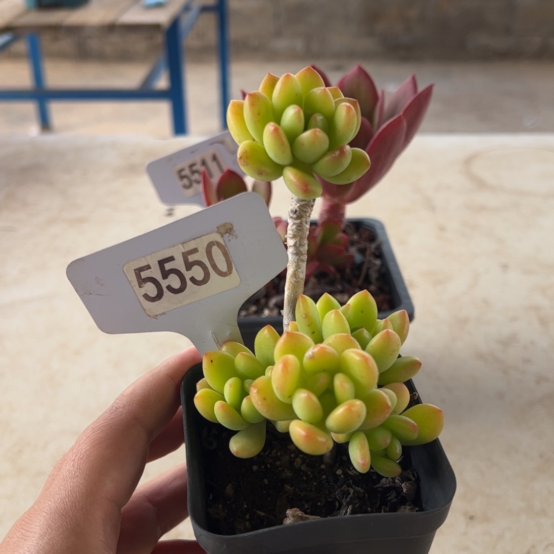 【闪购商品】5550。 11111111