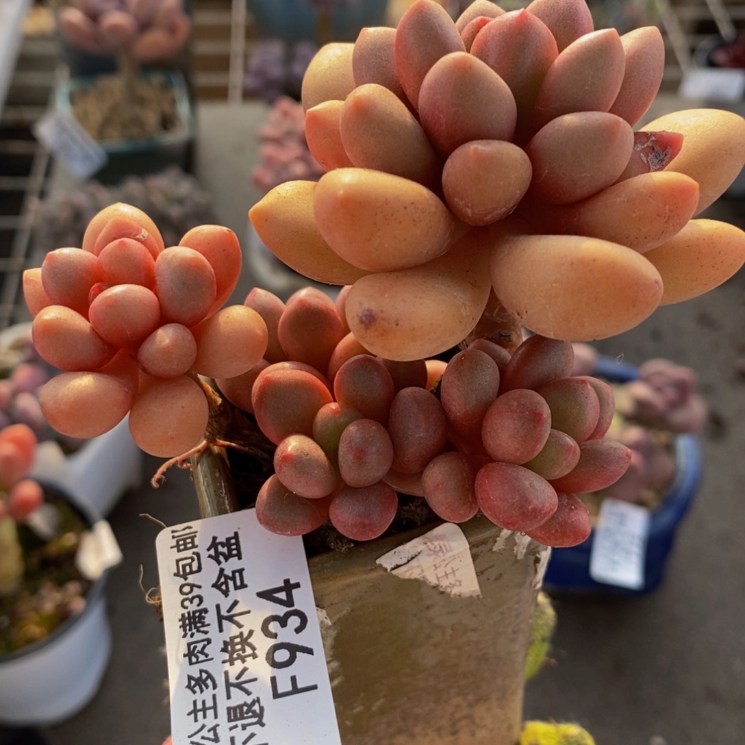 先锋派934:8cm多肉