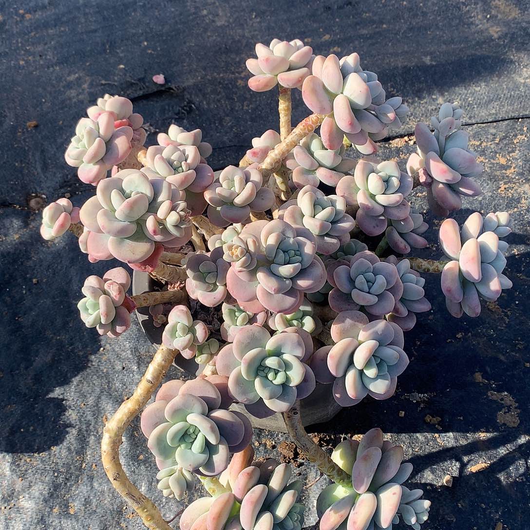 红洛神多肉一物一拍