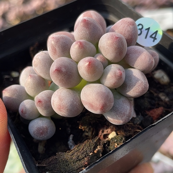 仙子奶酪多肉植物