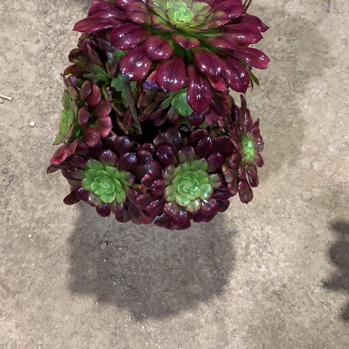 456幻月多肉植物特价