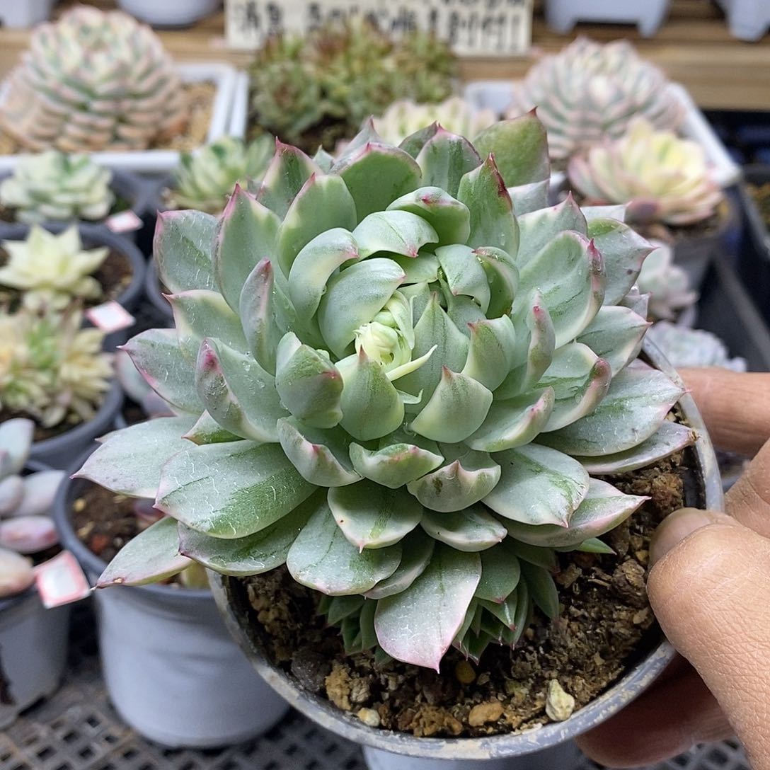 2859 女王玛利亚锦 需延时发货