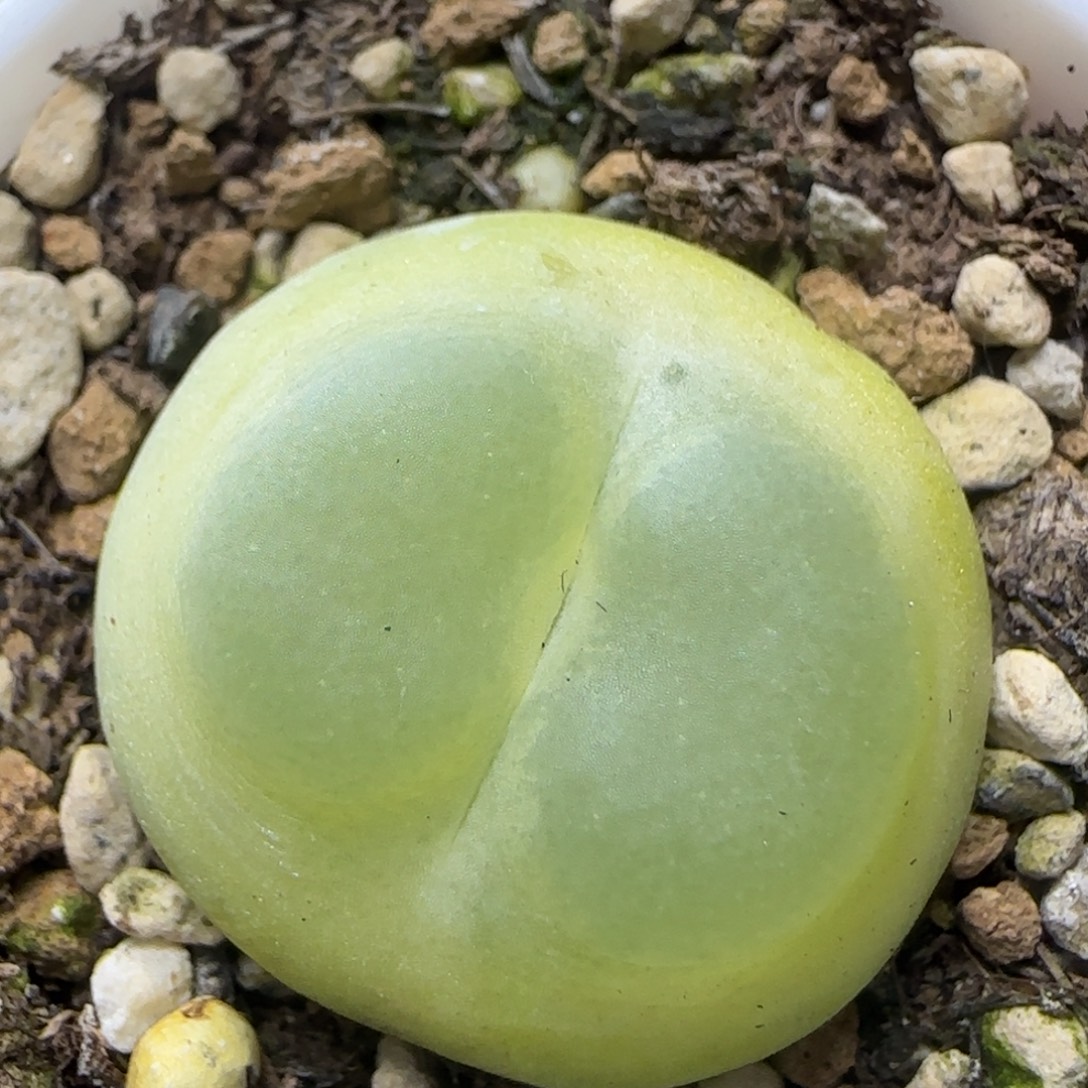 拉登2.4+多肉植物866