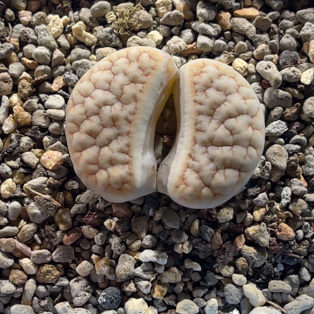 4709拿铁189凹凸睫毛尺寸3.1