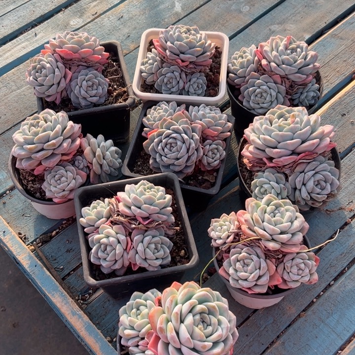 精品多肉植物老桩随机发一棵冰玉老桩