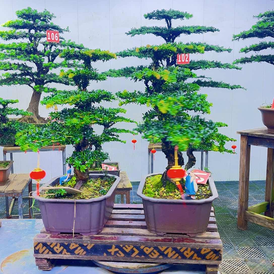 无花朵罗汉松盆景艺术作品