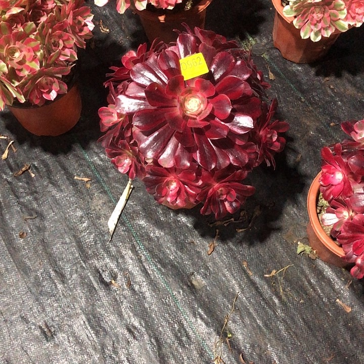 随***扬美杜莎多肉9620000000000