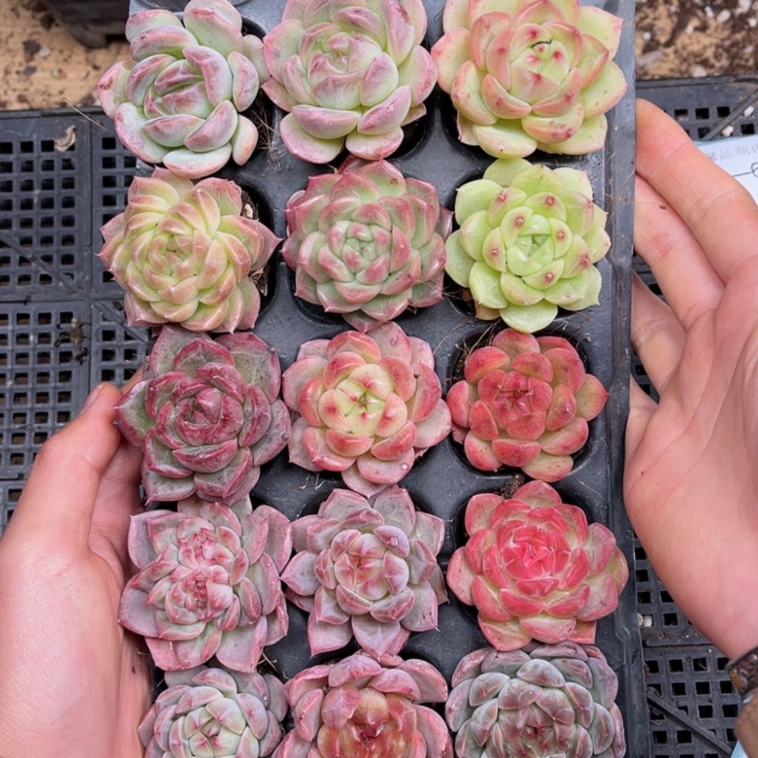 多肉一物一拍26-225