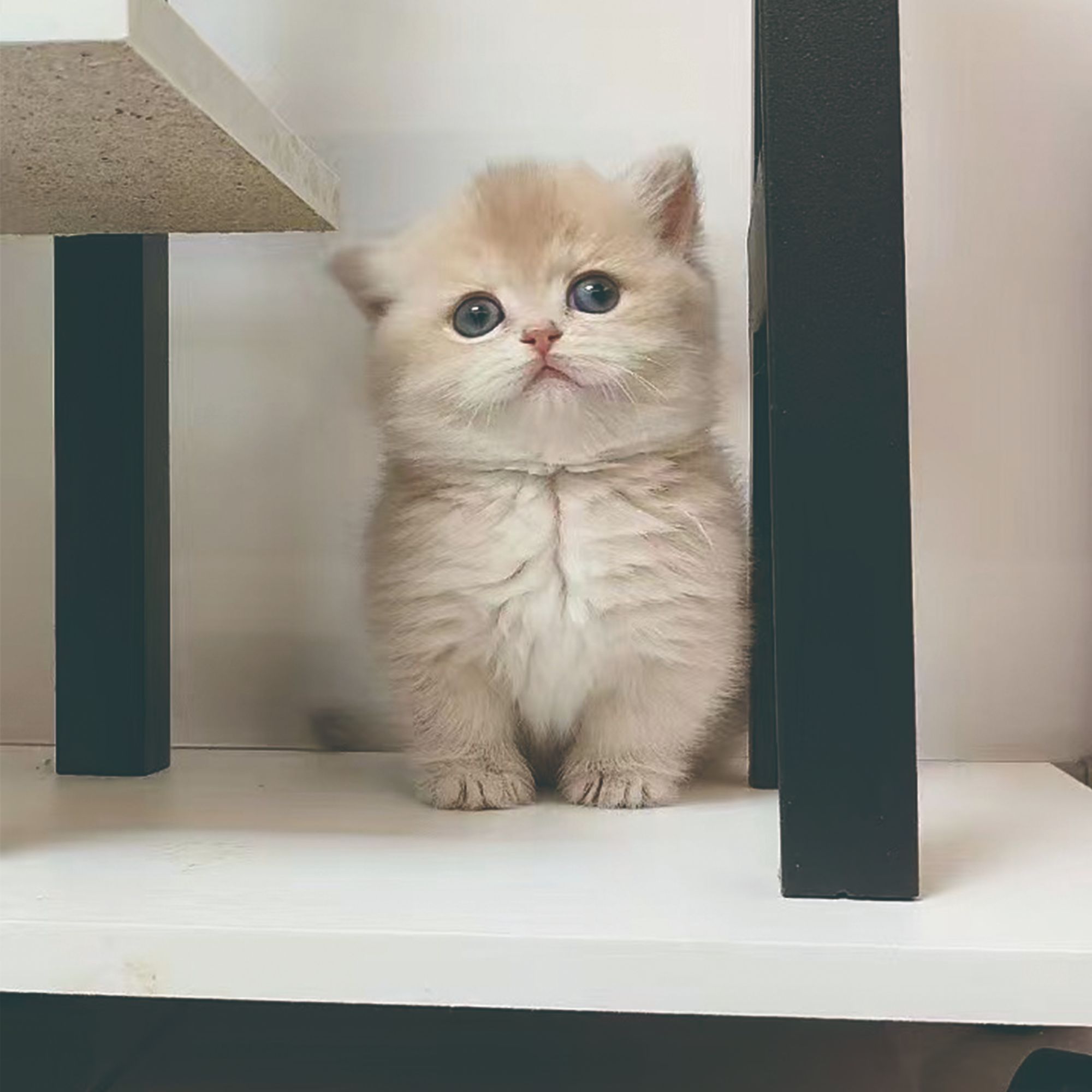 【舒克猫屋】 活体猫猫