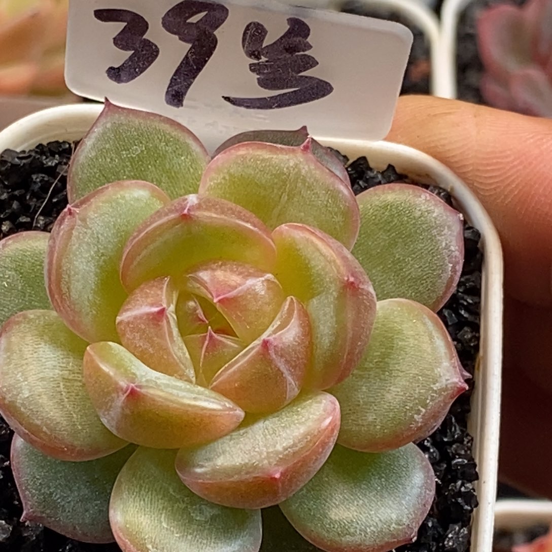 天官赐福百无禁忌