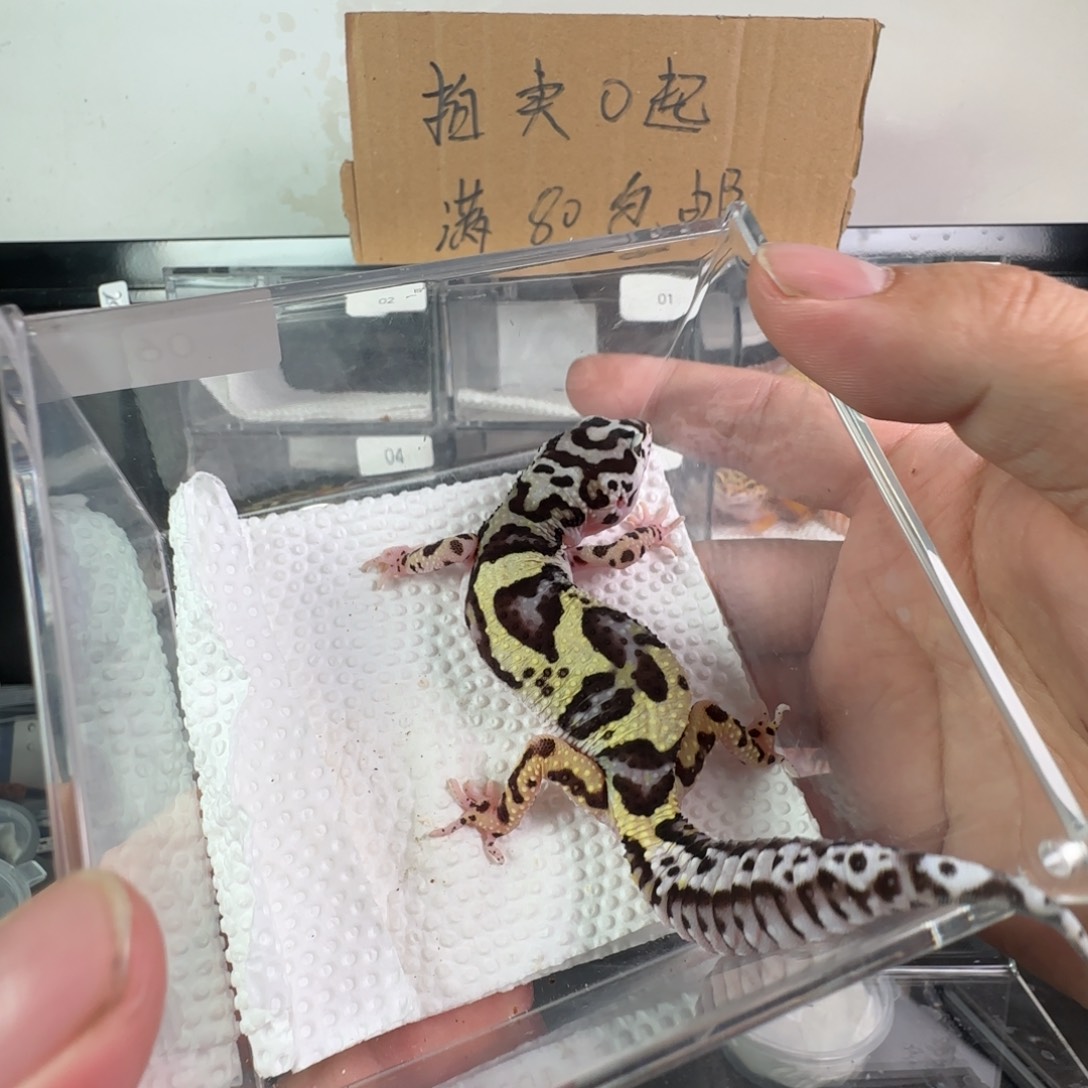 豹纹守宫土匪弟弟