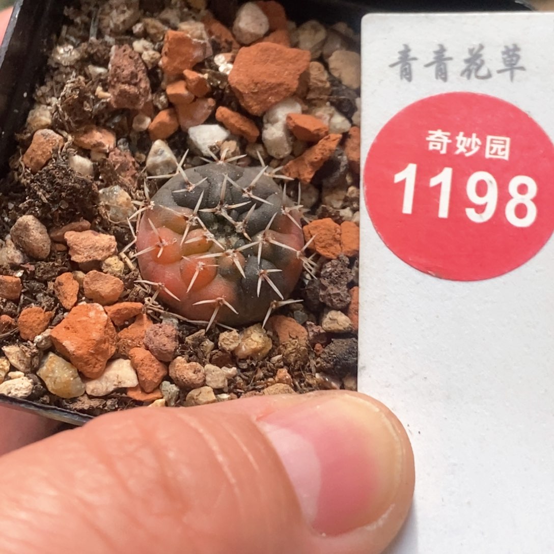 实生白刺瑞昌玉锦1.7cm