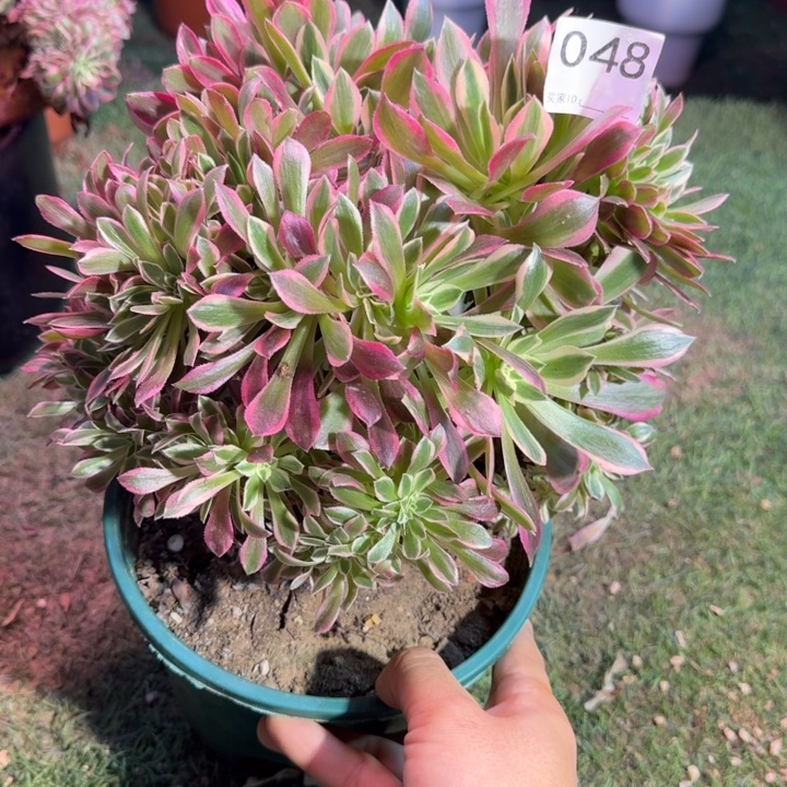 男神法师锦缀化有伤048