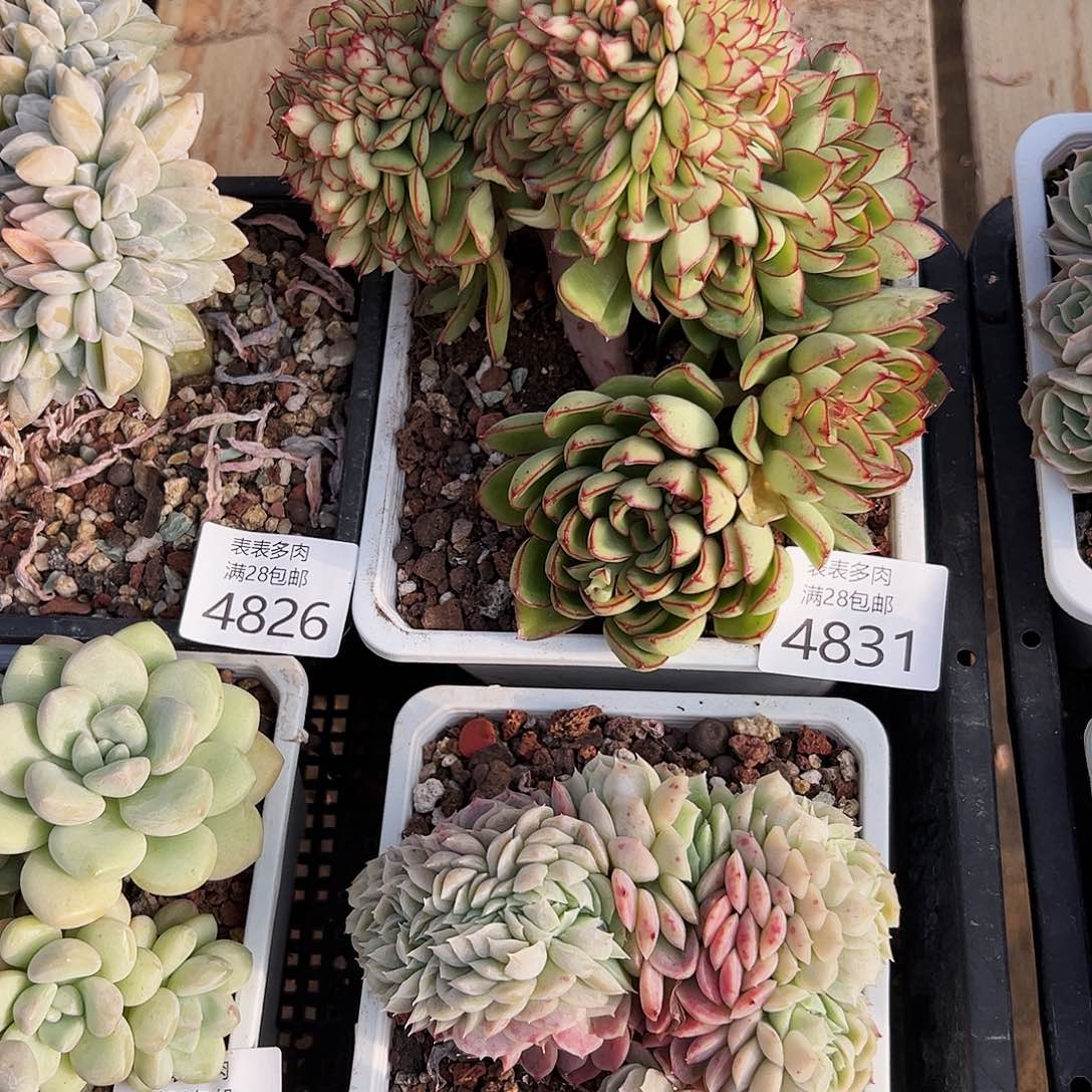 9号孙*娘我们的确是一个4831