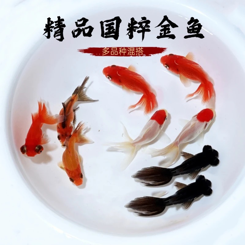 【国粹金鱼】9条6-8厘米耐活好养丹顶金鱼红狮金鱼鎏金金鱼龙睛金鱼