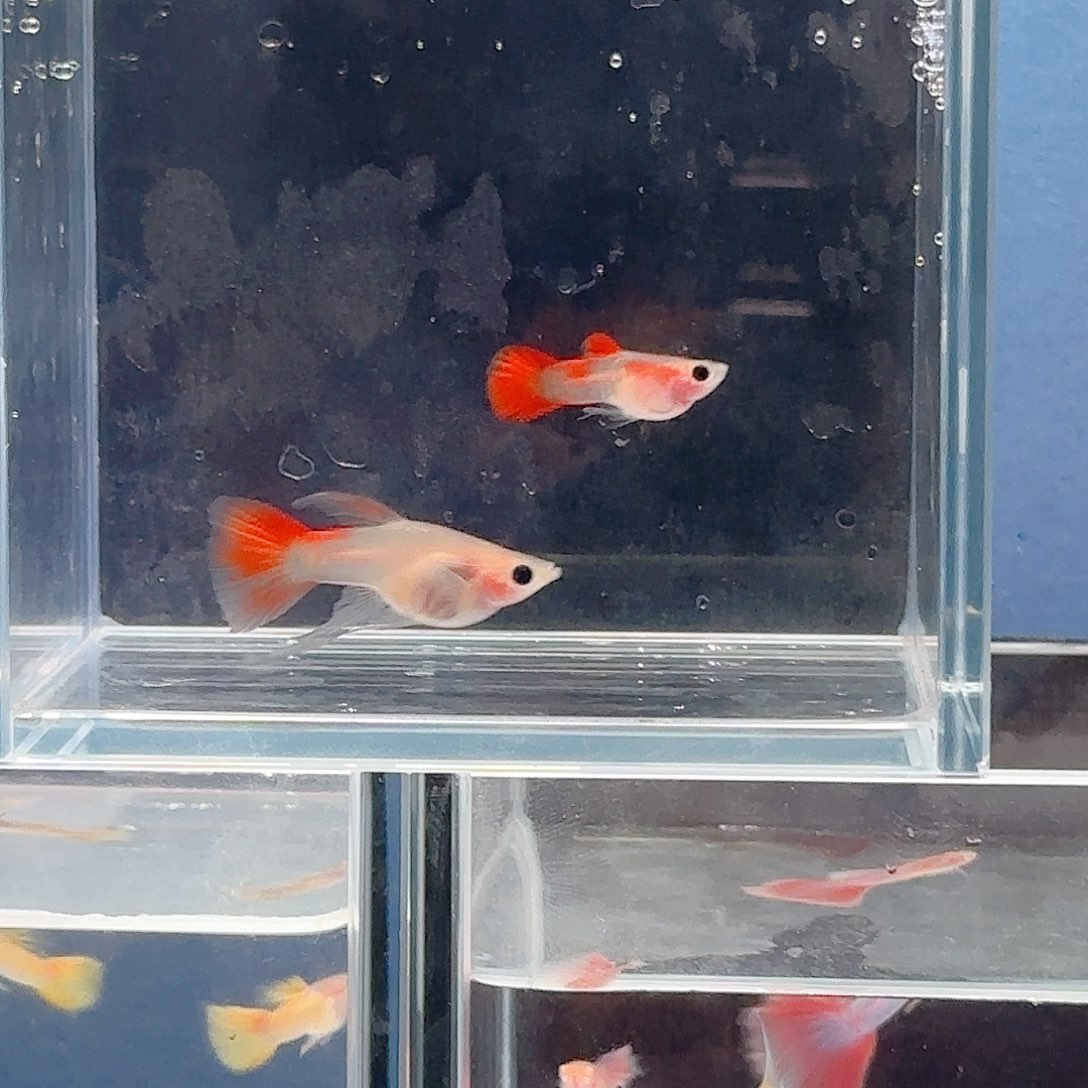 孔雀鱼银河琉璃C一对