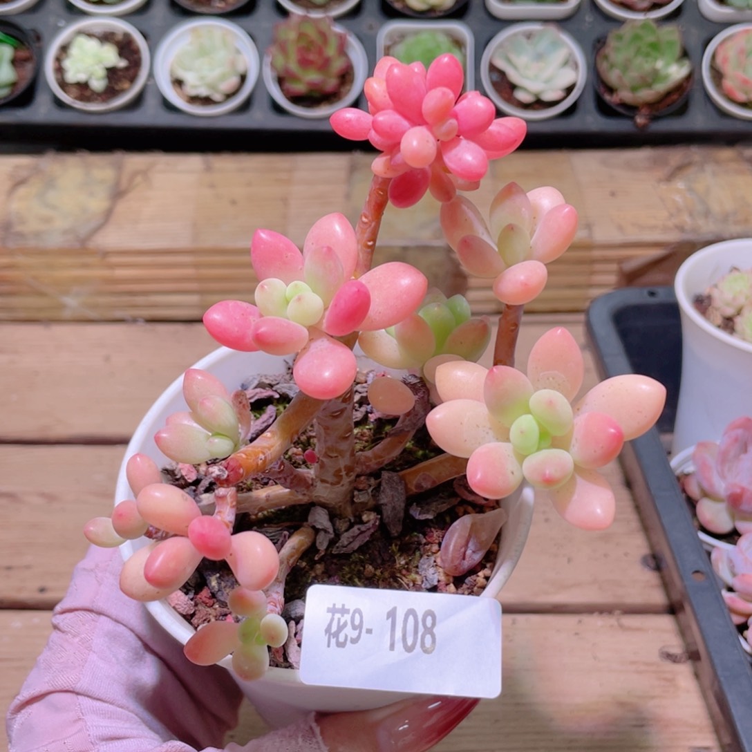 花利美9-108洛神群  微瑕