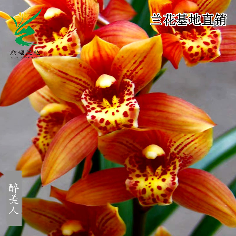 翁源兰花精品大花蕙兰建兰醉美人橘红色大花浓香型带花香好养盆栽