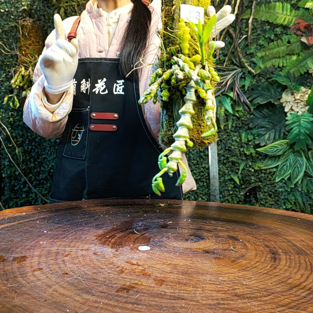 【闪购商品】353肿节花