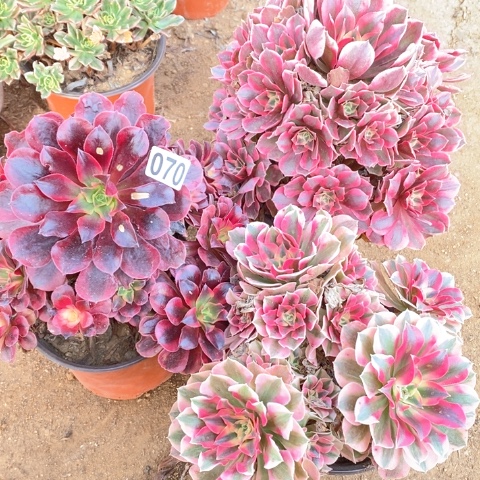 070三颗法师多肉植物