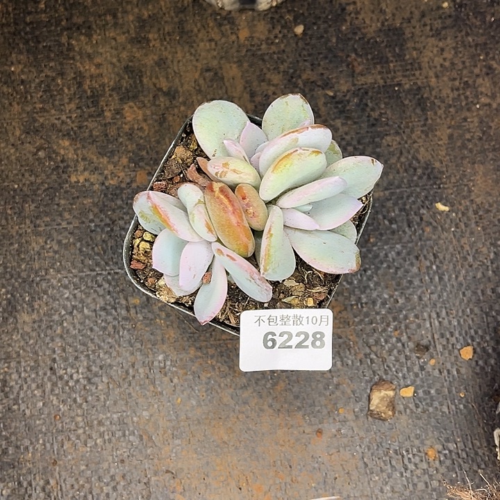 阿雅园艺。       6228奶茶