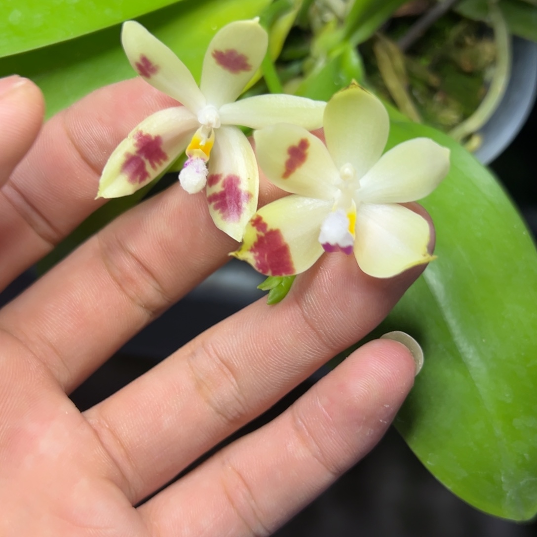 完全开放l118三寸盾交米