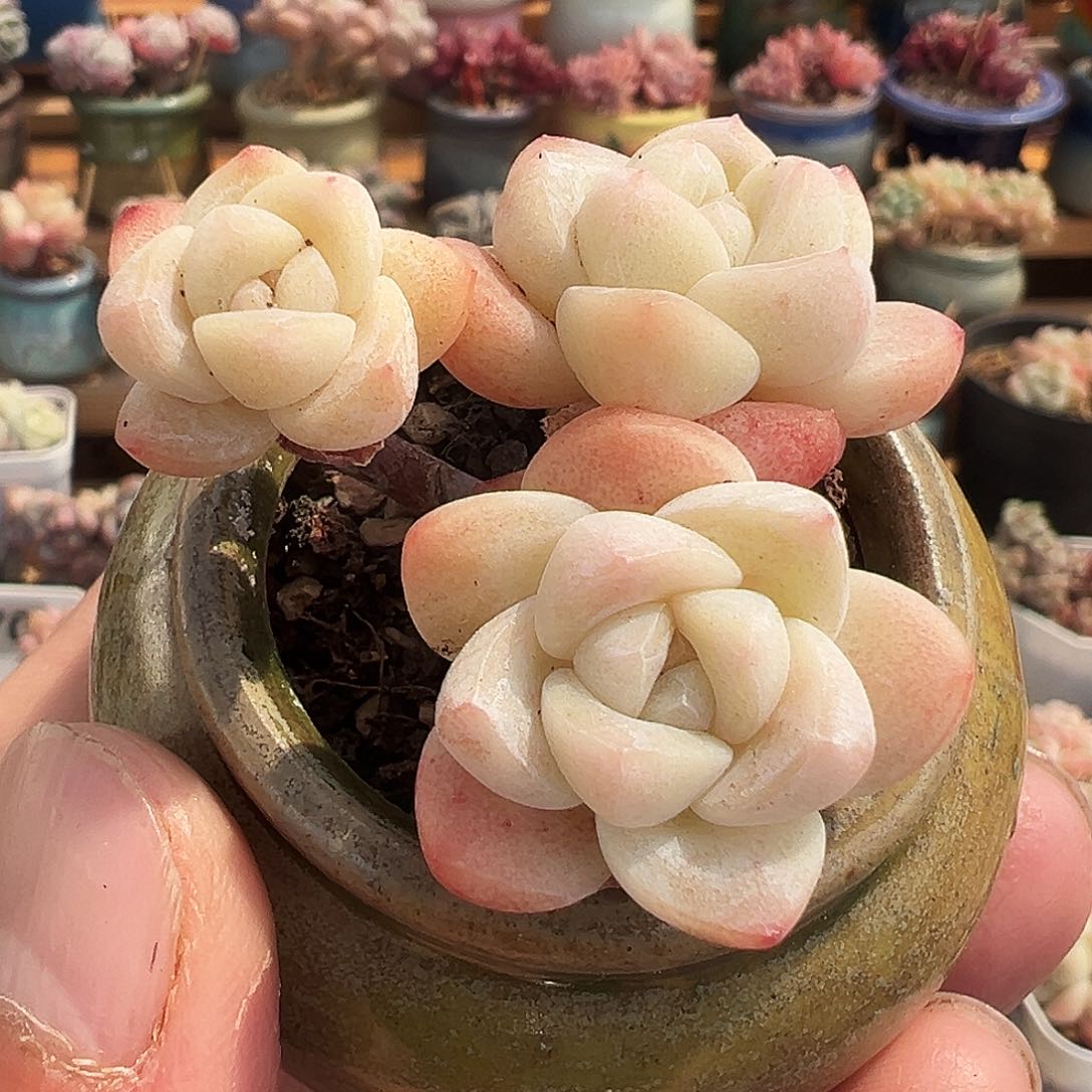 多肉白底群生三头老牛腿，带盆