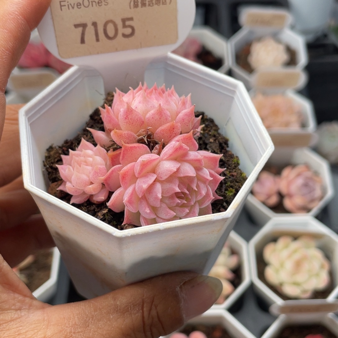 朱砂痣7105-4.5厘米