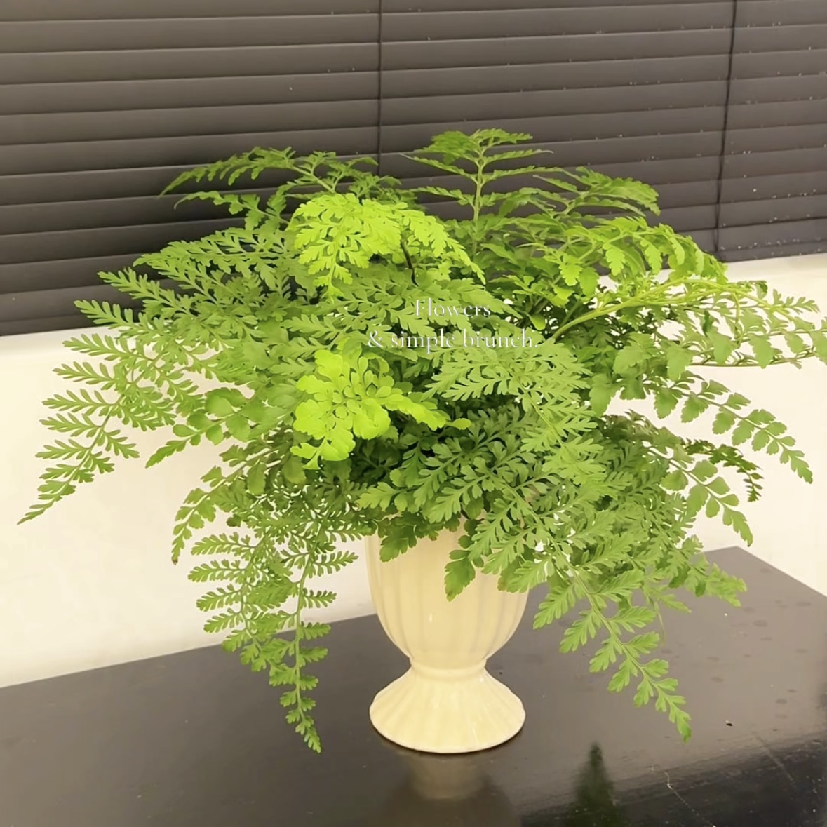 吉姆撅室内净化空气室内好养懒人绿植