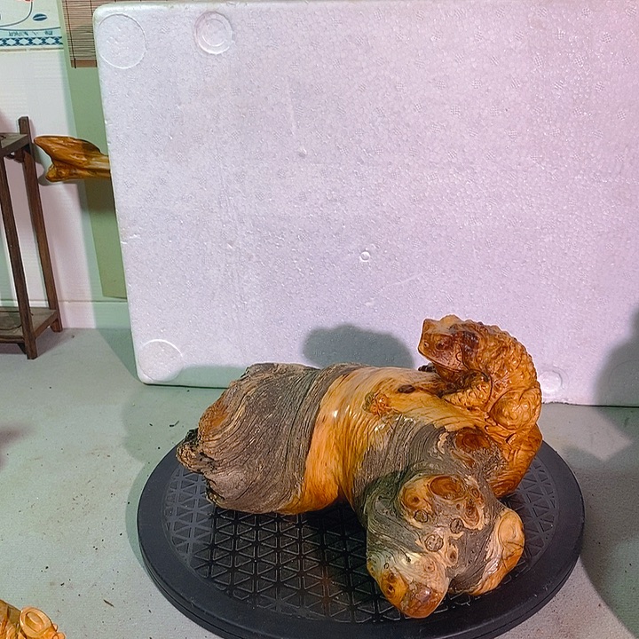 柏木（崖柏）执**】太行大峡谷崖柏