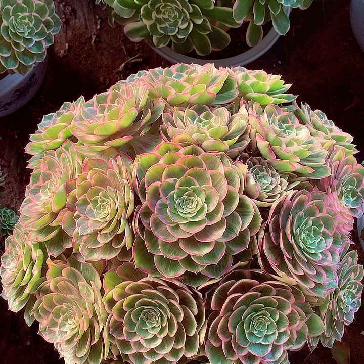 大莲花座，多肉植物