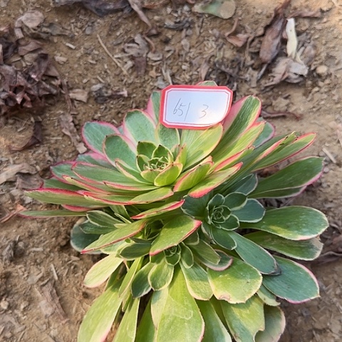 多肉植物粉花妖651