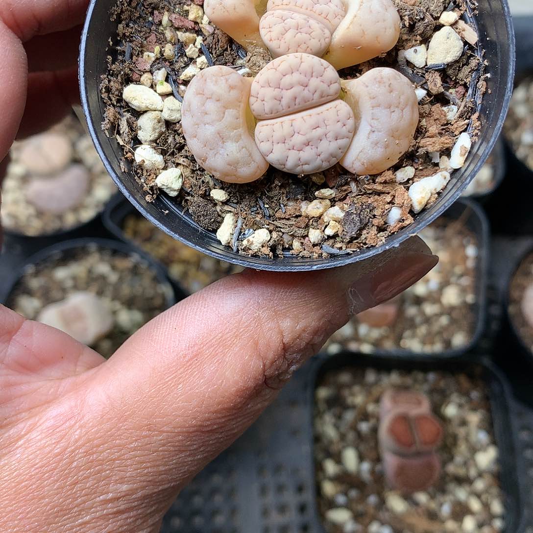 Y475多肉植物保护研究所