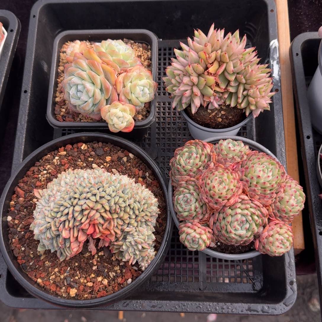 4颗一起一物一拍的