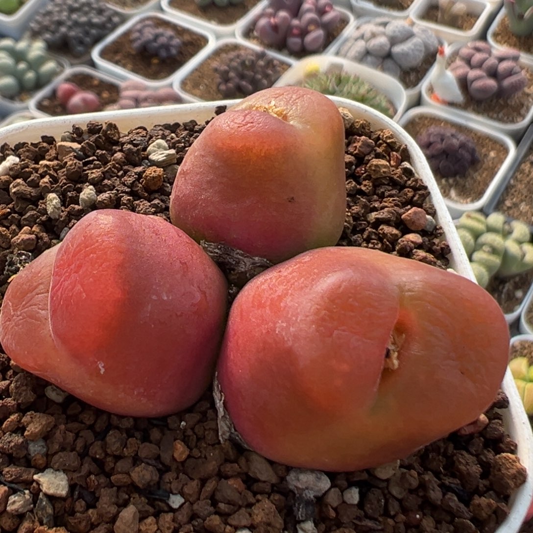 76多肉植物母本水蜜桃