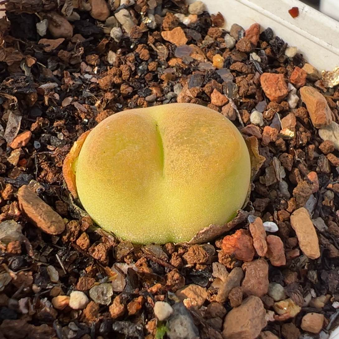 15多肉植物组合盆栽