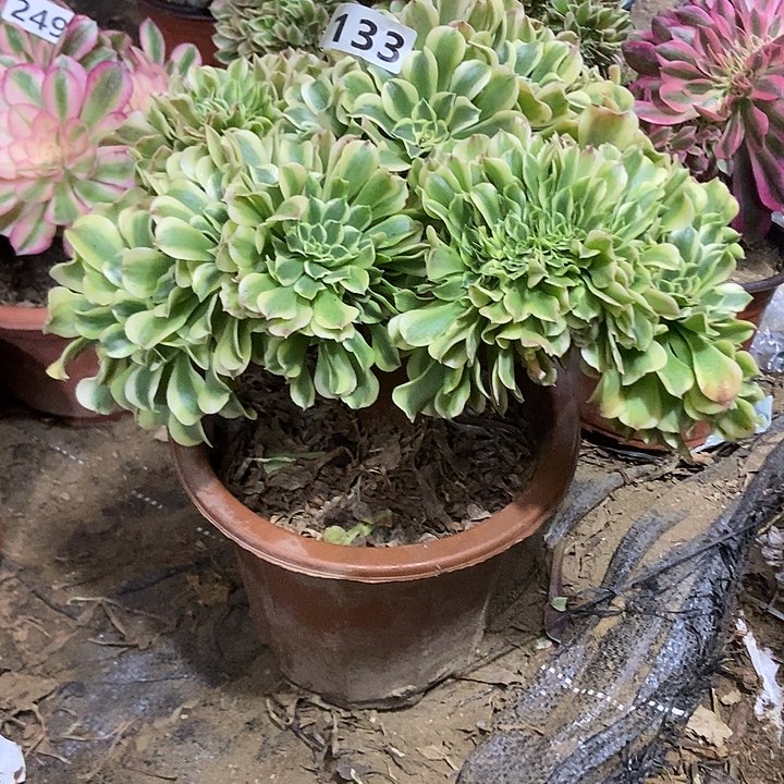 ?****?133绿豆沙缀化特价