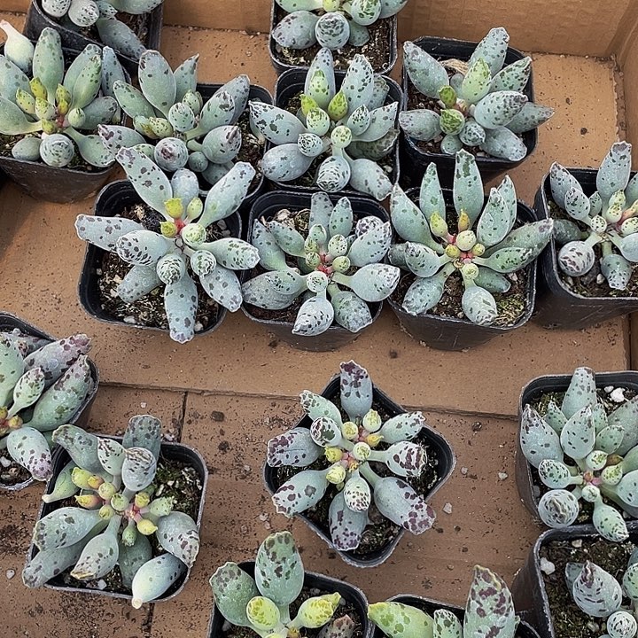 大海豹带盆土发货