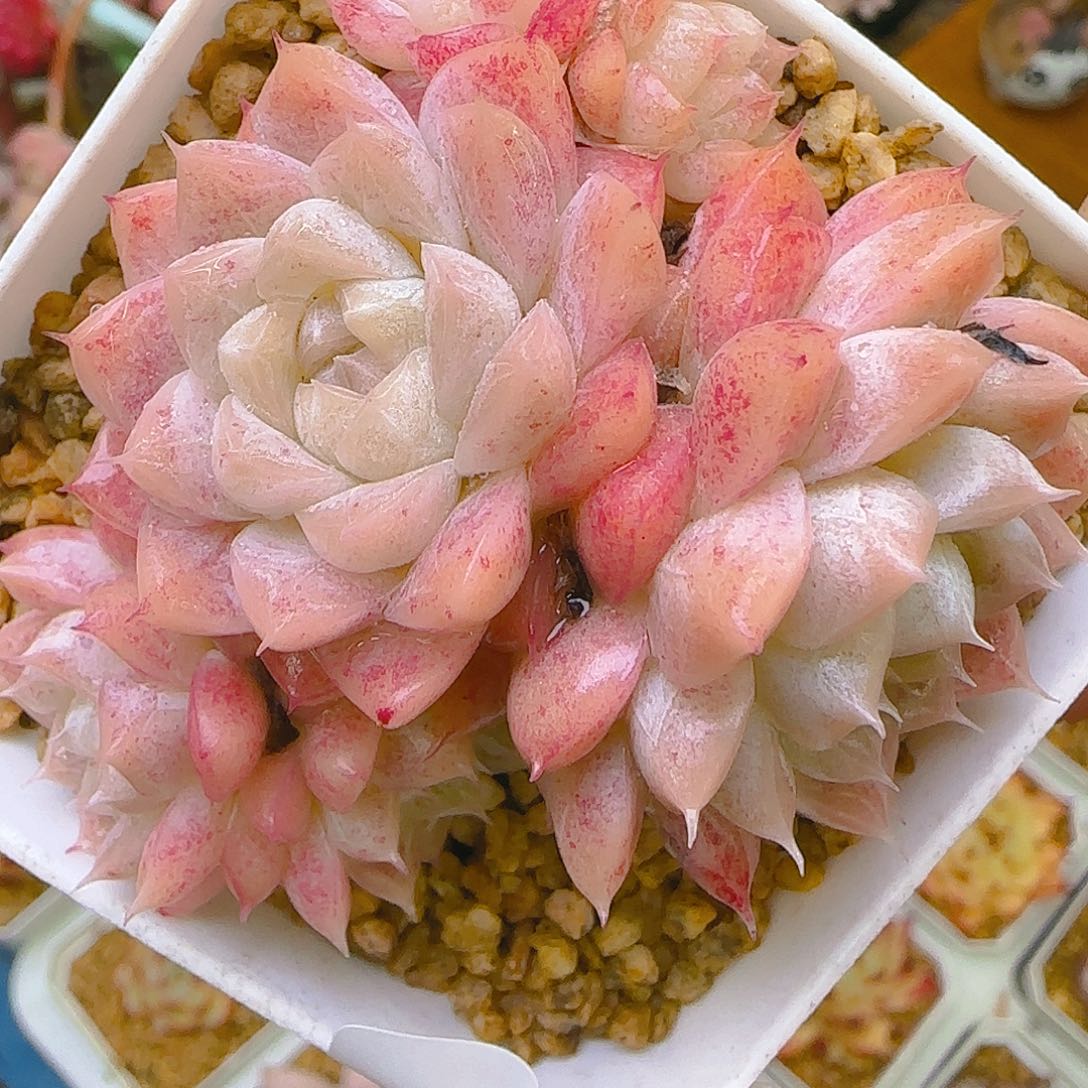 女王，329、仙农园艺