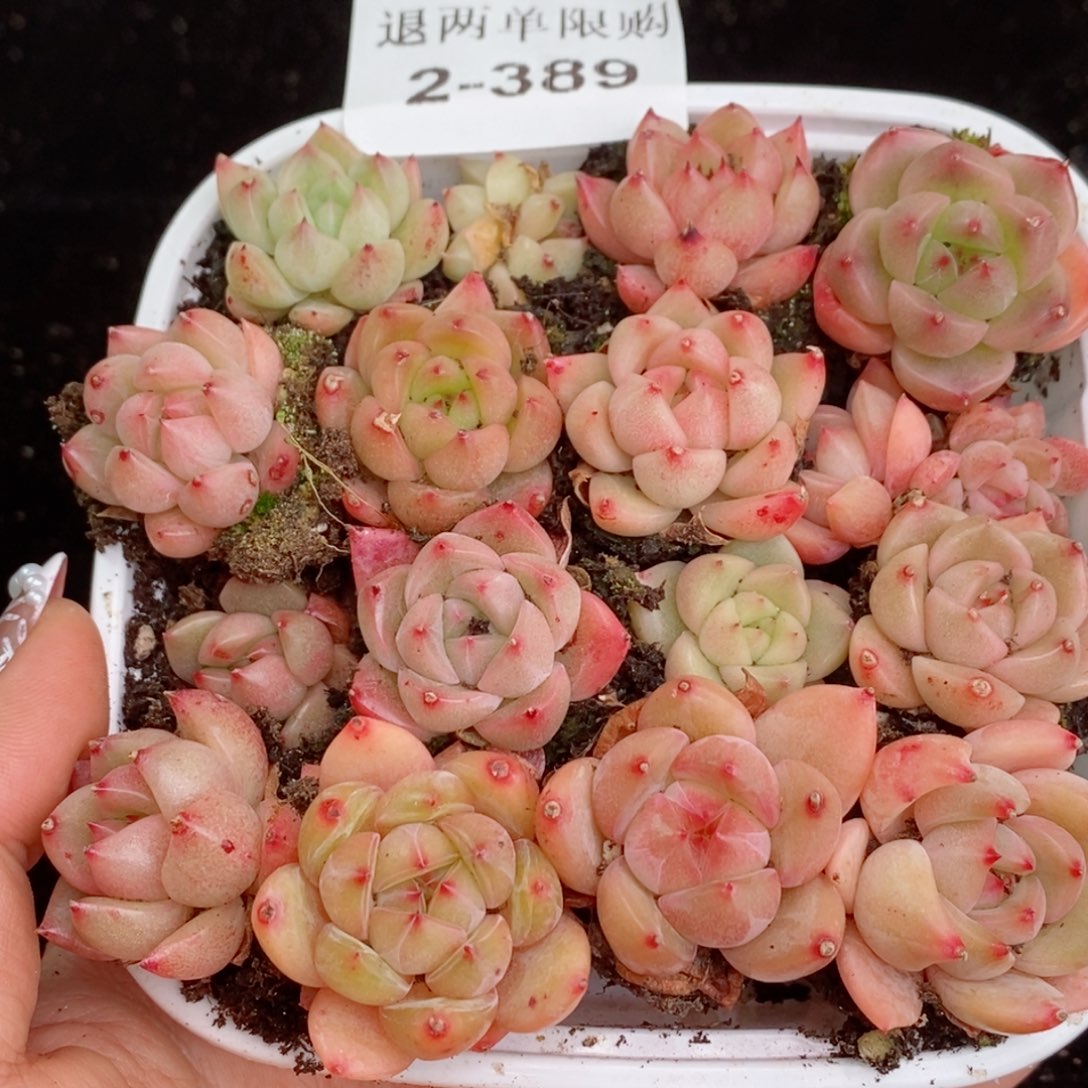 2-398 新疆西藏内蒙不发其他一单包邮两到三公分多肉